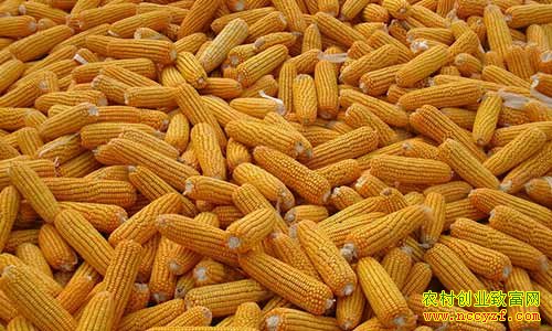 今年新玉米价格会下降吗:玉米价格行情分析