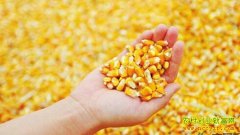 <b>玉米价格行情走势：2016年6月玉米价格是涨是跌？</b>