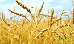 <b>今年小麦行情：2016小麦价格低 一亩赚不到两百块</b>