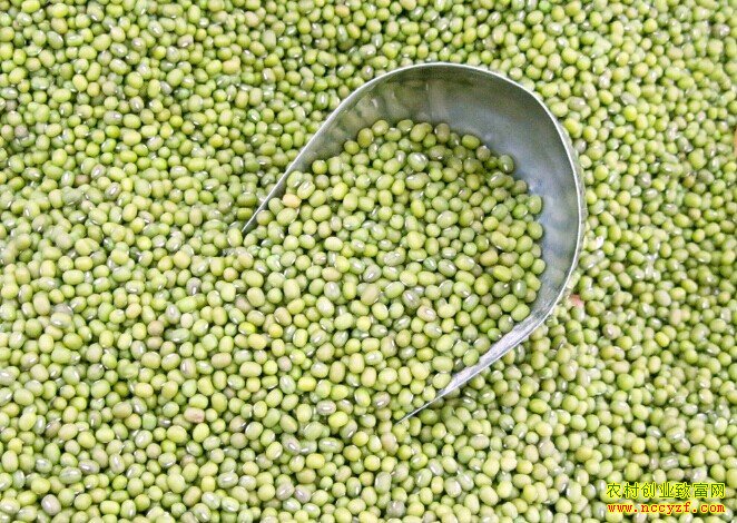 绿豆价格多少钱一斤:河北绿豆价格迎来上涨季