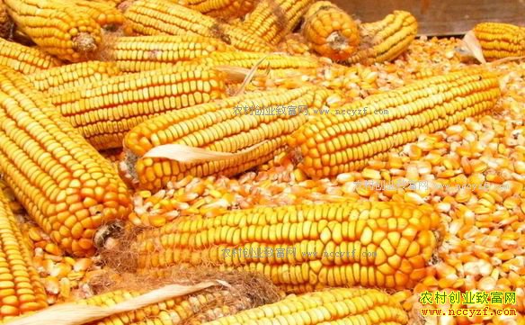 最新玉米价格行情预测:近期玉米价格上涨是“昙花一现”吗?