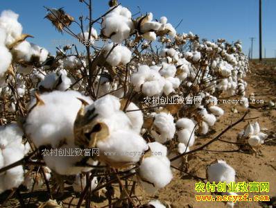 棉花多少钱一吨?2017年2月17日棉花价格行情走势