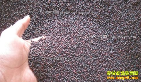 2017年油菜籽价格预测:油菜面积回稳 今年油菜籽行情看好