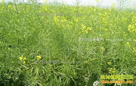 2017年油菜籽价格预测:油菜面积回稳 今年油菜籽行情看好