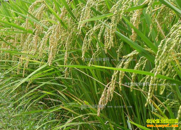 2017年种什么粮食好?水稻价格走势预测及水稻种植前景分析