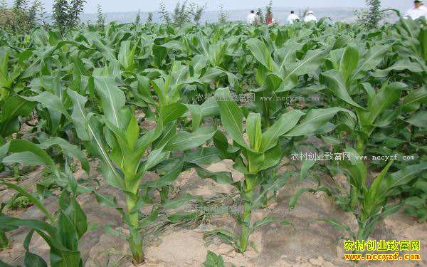 2017年种什么粮食好?玉米价格走势预测及玉米种植前景分析