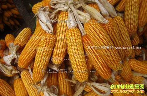 最新玉米价格行情:玉米价格普遍上涨