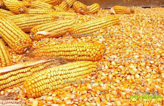 新季玉米上市 价格走势如何？