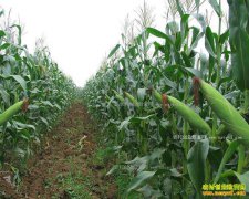 玉米价格反弹 今年扩种玉米前景怎样？