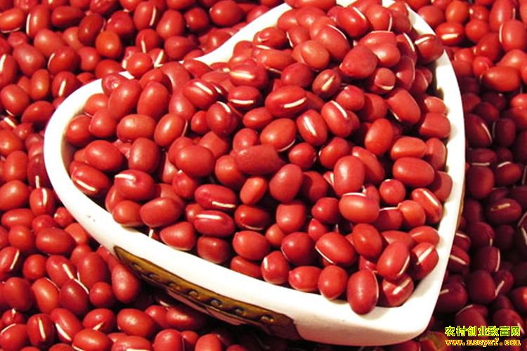 新季红小豆价格开涨 后期仍有回落风险