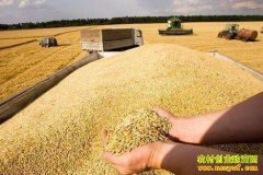 <b>2022年5月11日全国小麦收购价格表</b>
