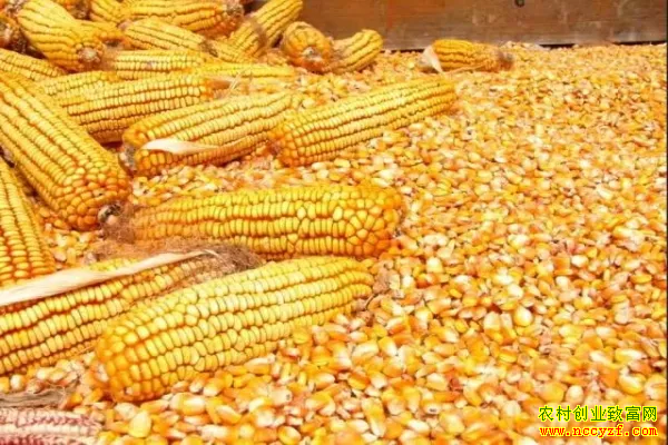 玉米企业收购价格表