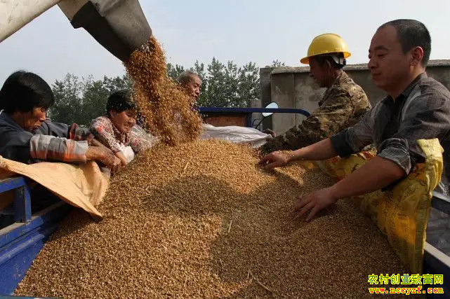 2022年粮食价格预测：今年小麦价格能否一飞冲天？