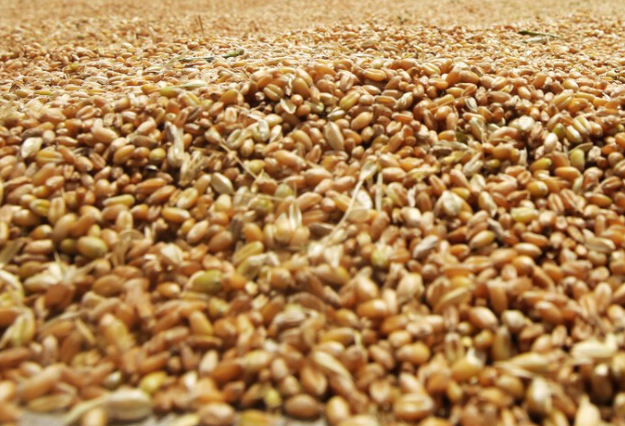 2023全国小麦收购价格表