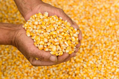 <b>今日玉米价格：2023.6.3全国玉米价格表</b>
