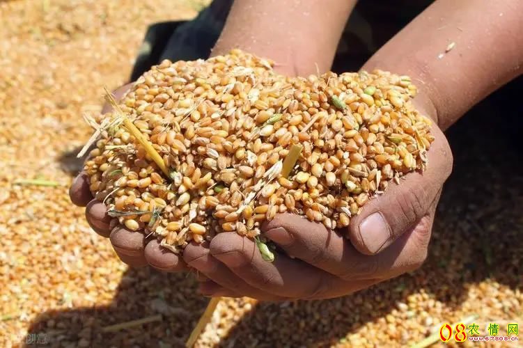 2023全国小麦收购价格表