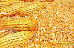 <b>今日玉米价格：2023.6.6全国玉米价格表</b>